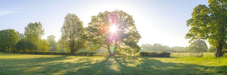 Picture of SUN SHINING THROUGH TREES IN NEW FOREST, HAMPSHIRE, UK