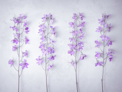 Picture of DELPHINIUMS FLOWERS