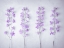 Picture of DELPHINIUMS FLOWERS