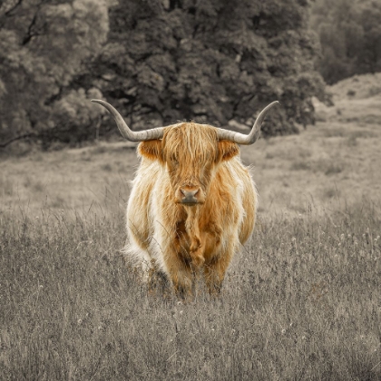 Picture of HIGHLAND COW