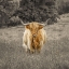 Picture of HIGHLAND COW