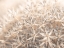 Picture of ALLIUM FLOWERS CLOSE-UP