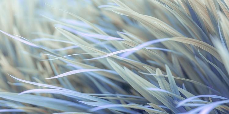 Picture of GRASS
