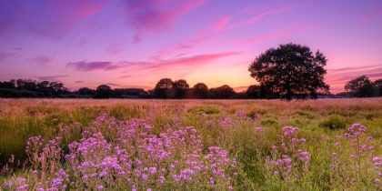 Picture of SUNSET OVER MEADOW