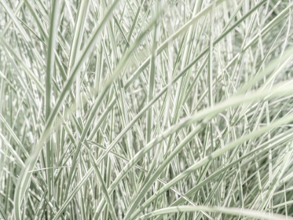 Picture of SILVER MAIDEN GRASS
