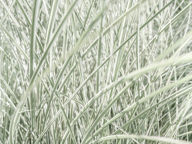 Picture of SILVER MAIDEN GRASS