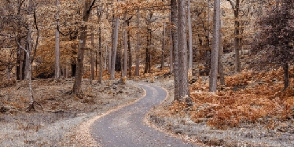 Picture of FOREST PATH, LAKE DISTRICT