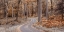 Picture of FOREST PATH, LAKE DISTRICT