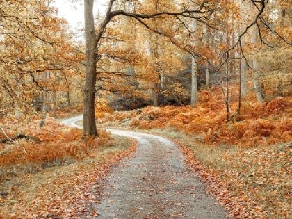 Picture of PATHWAY THROUGH FOREST