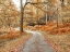 Picture of PATHWAY THROUGH FOREST