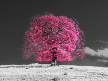 Picture of TREE ON A HILL, PINK