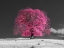 Picture of TREE ON A HILL, PINK