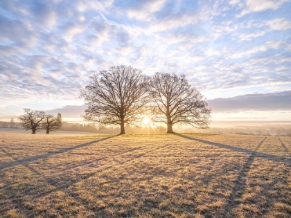 Picture of TREES IN MEADOW