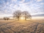 Picture of TREES IN MEADOW