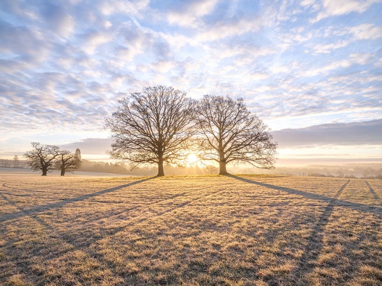 Picture of TREES IN MEADOW