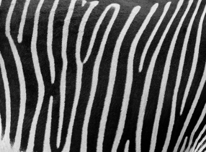 Picture of ZEBRA SKIN