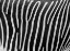 Picture of ZEBRA SKIN