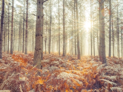 Picture of SUNRAYS THROUGH FOREST TREES