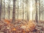 Picture of SUNRAYS THROUGH FOREST TREES