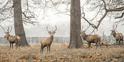 Picture of STAGS IN THE FOREST