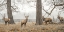 Picture of STAGS IN THE FOREST