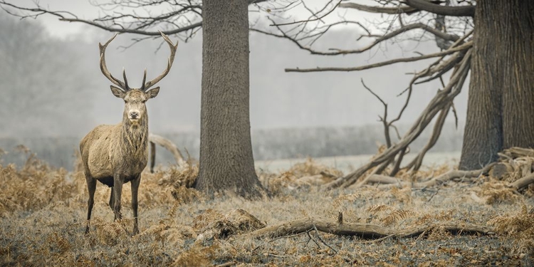 Picture of STAG IN THE FOREST