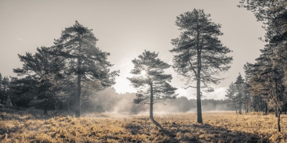 Picture of SUN TROUGH TREES