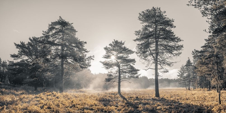 Picture of SUN TROUGH TREES