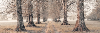 Picture of AVENUE OF TREES