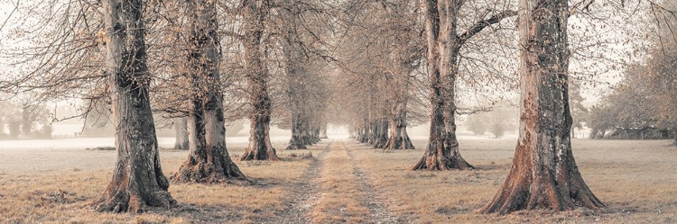 Picture of AVENUE OF TREES