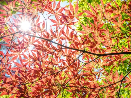 Picture of AUTUMN LEAVES