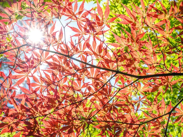 Picture of AUTUMN LEAVES