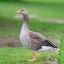 Picture of GOOSE WANDERING IN NATURE