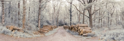 Picture of LOGS STACKED ALONG THE PATHWAY IN FOREST