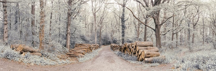 Picture of LOGS STACKED ALONG THE PATHWAY IN FOREST