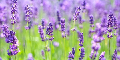 Picture of LAVENDER FIELD