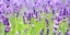 Picture of LAVENDER FIELD