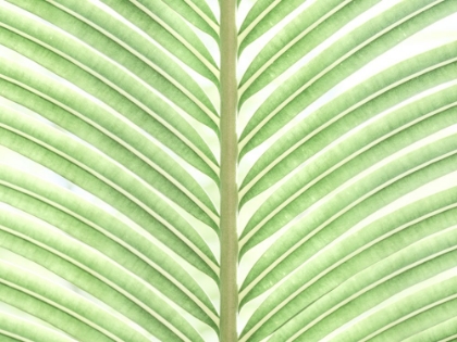 Picture of PALM LEAF CLOSE-UP