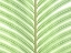 Picture of PALM LEAF CLOSE-UP
