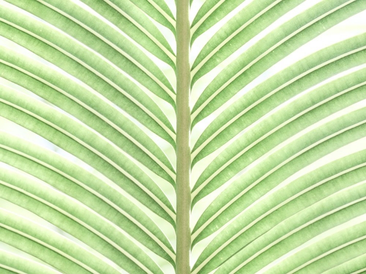 Picture of PALM LEAF CLOSE-UP