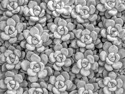 Picture of SUCCULENTS PLANT