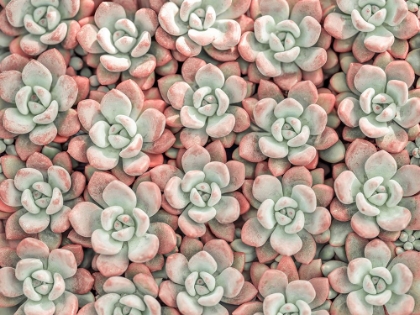 Picture of SUCCULENTS PLANT, FULL FRAME