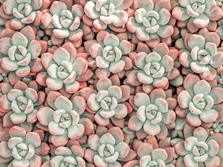 Picture of SUCCULENTS PLANT, FULL FRAME