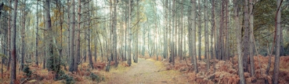 Picture of PATHWAY THROUGH FOREST