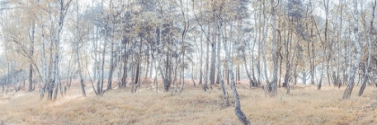 Picture of FOREST WITH TALL TREES AND FOLIAGE