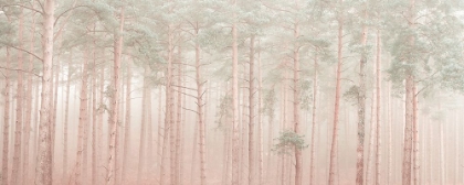 Picture of MISTY FOREST
