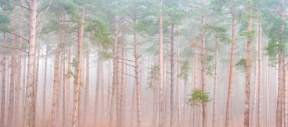 Picture of MISTY FOREST