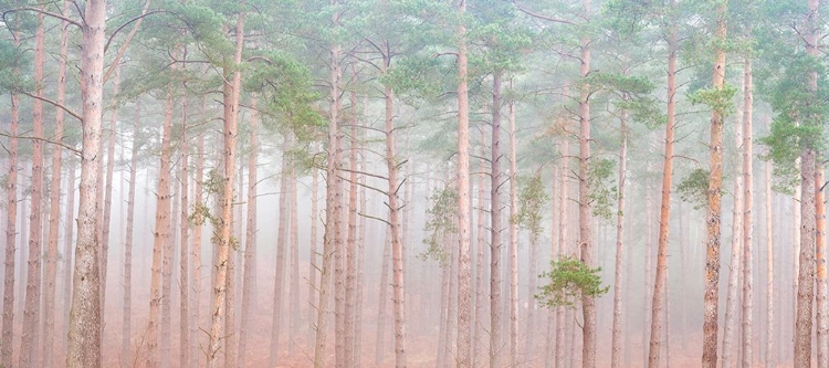 Picture of MISTY FOREST
