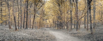 Picture of GOLDEN FOREST PATH
