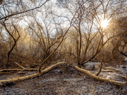 Picture of WET WOODLAND WITH SUN SHINING THROUGH TREES